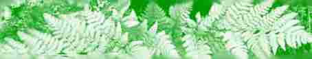 British Pteridological Society logo - Abriachan Nurseries